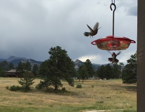 The hummingbirds at the feeder on the deck
